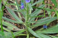 Echium vulgare