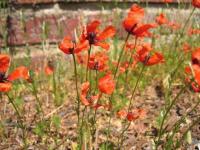 Papaver argemone subsp. argemone