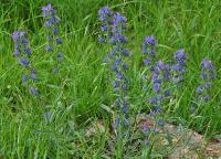 Echium vulgare