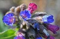 Pulmonaria affinis