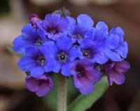 Pulmonaria longifolia