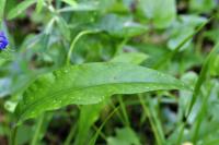 Pulmonaria longifolia