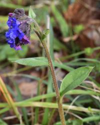 Pulmonaria longifolia