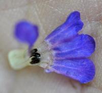 Pulmonaria longifolia