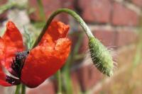 Papaver argemone subsp. argemone