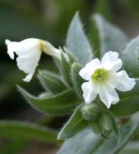 Nonea echioides