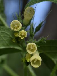 Symphytum tuberosum subsp. tuberosum