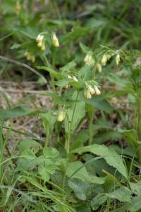 Symphytum tuberosum subsp. tuberosum