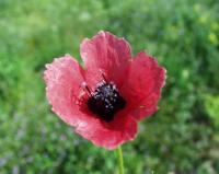 Papaver hybridum