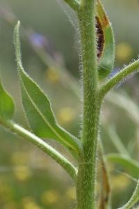 Anchusa italica