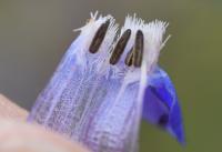 Anchusa italica