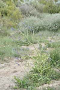 Anchusa italica