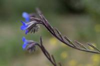 Anchusa italica Anchusa italica