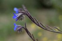 Anchusa italica