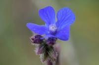 Anchusa italica