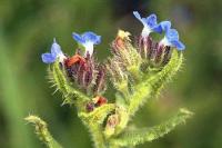 Anchusa arvensis