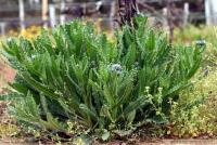 Anchusa arvensis