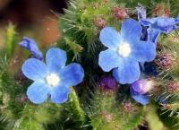 Anchusa arvensis Anchusa arvensis