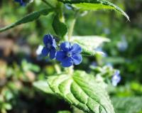 Pentaglottis sempervirens