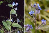 Pentaglottis sempervirens