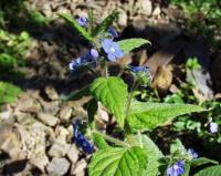 Pentaglottis sempervirens