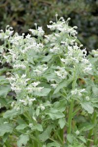 Borago officinalis