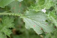 Borago officinalis