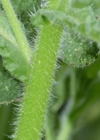 Borago officinalis