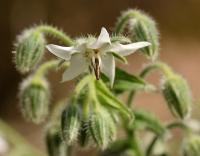 Borago officinalis