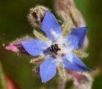 Borago officinalis