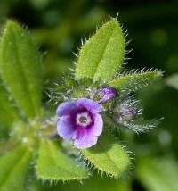 Asperugo procumbens