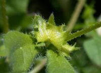 Asperugo procumbens