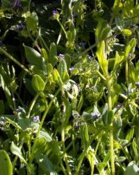 Asperugo procumbens