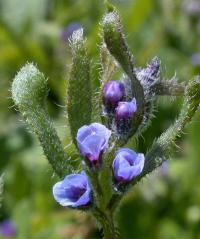 Asperugo procumbens