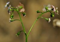 Myosotis lamottiana