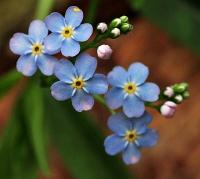 Myosotis lamottiana