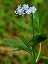 Myosotis lamottiana