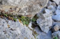 Myosotis alpestris 