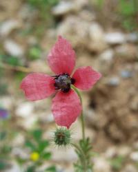 Papaver hybridum