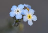 Myosotis alpestris 