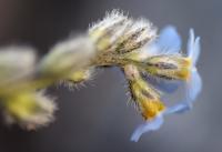 Myosotis alpestris 