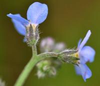 Myosotis arvensis subsp. arvensis