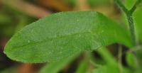 Myosotis arvensis subsp. arvensis