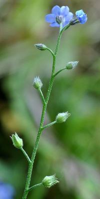 Myosotis arvensis subsp. arvensis