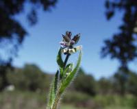 Myosotis stricta