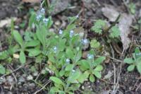 Myosotis stricta