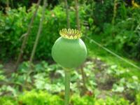 Papaver somniferum