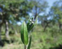 Myosotis stricta