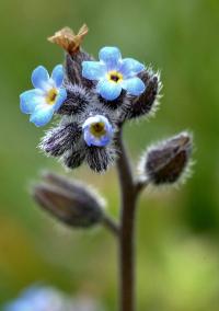 Myosotis ramosissima subsp. globularis