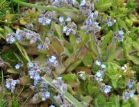 Myosotis ramosissima subsp. globularis